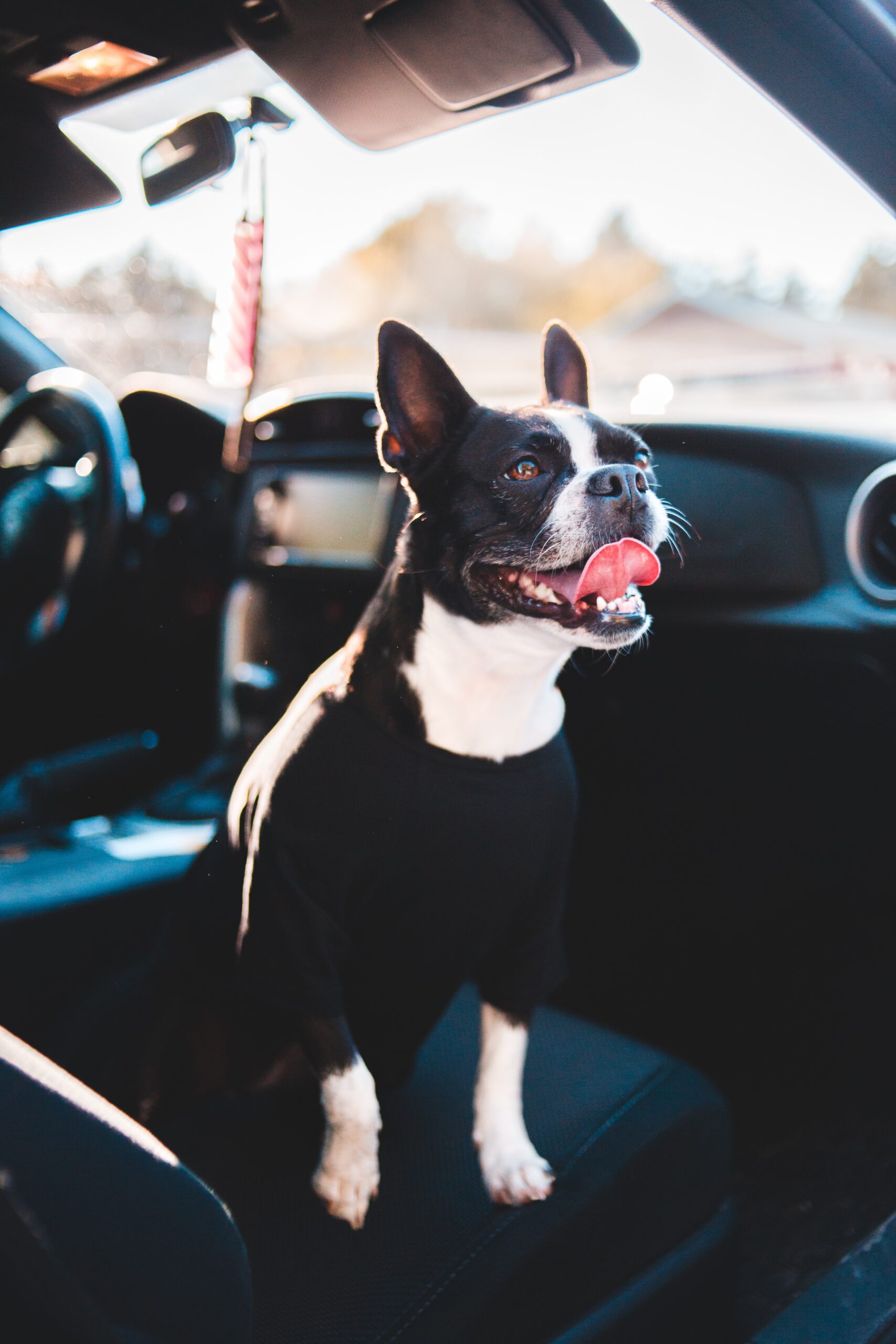 Has Someone Else’s Dog Caused You To Wreck? Learn What Florida’s Strict Liability Laws Have To Say About Who Is At Fault